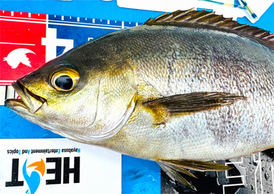 15_　魚（当季節の代表）イメージ