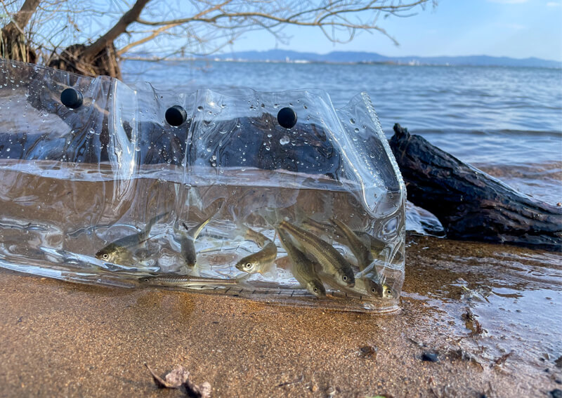 16_　ホンモロコと琵琶湖.jpg
