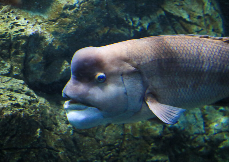 03_ コブダイ(水族館で泳ぐ姿)