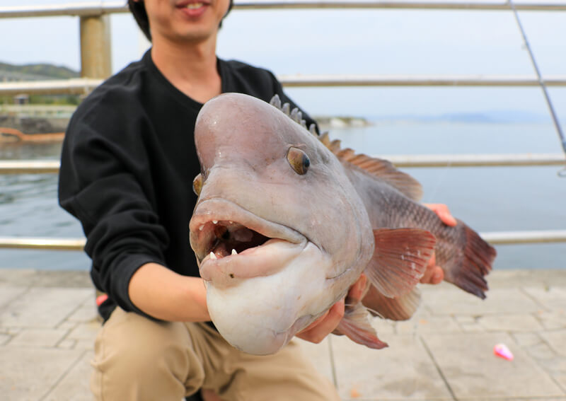 25_　コブダイの顔（正面）