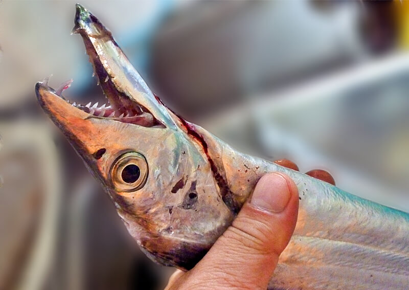 02_　魚代表（タチウオ）