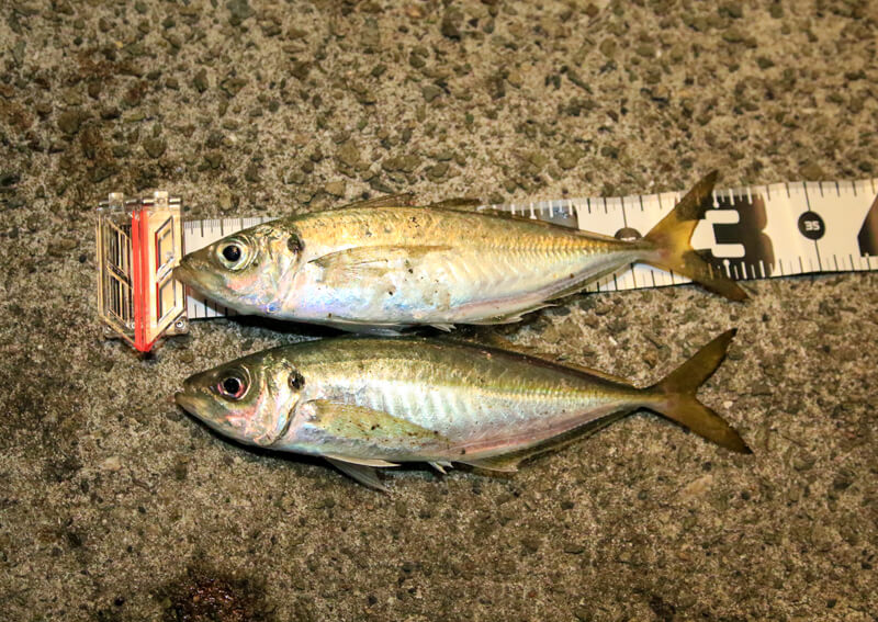 07_　アジングシーン or アジング釣果