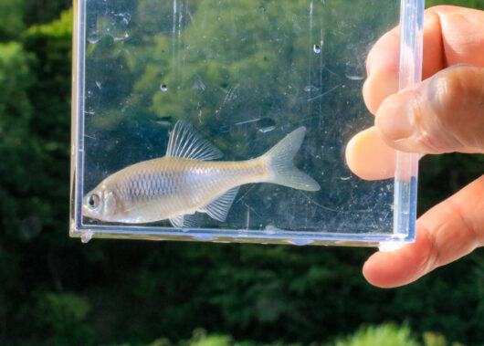 タナゴって知ってる？小さな淡水魚の大きな魅力
