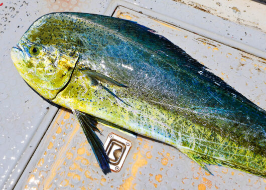 夏の人気魚「シイラ」を攻略！