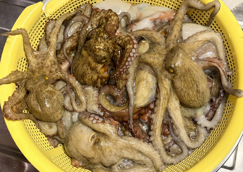 10_　タコザルいっぱい
