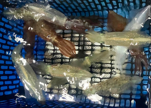 駿河湾でイカメタル初挑戦！