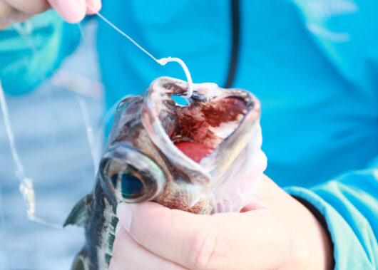魚種や釣り方で変わる！ハリカラーの役割と意味