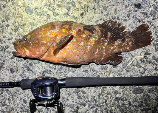 釣って味わう絶品アコウ！