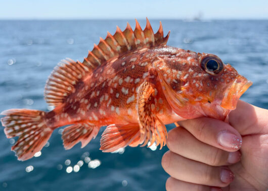 根魚をワームでねらおう！
