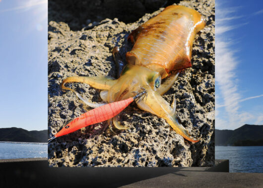 今月釣れる旬の魚【9・10月】