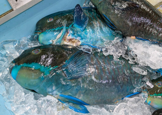 カラフルすぎる沖縄の魚たち！