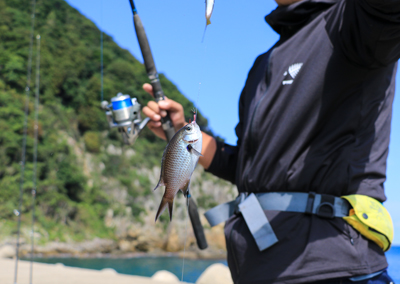 11_ スズメダイ釣果