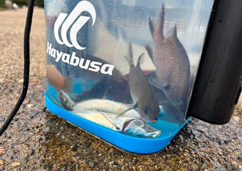 13_ 活かしバケツのスズメダイ